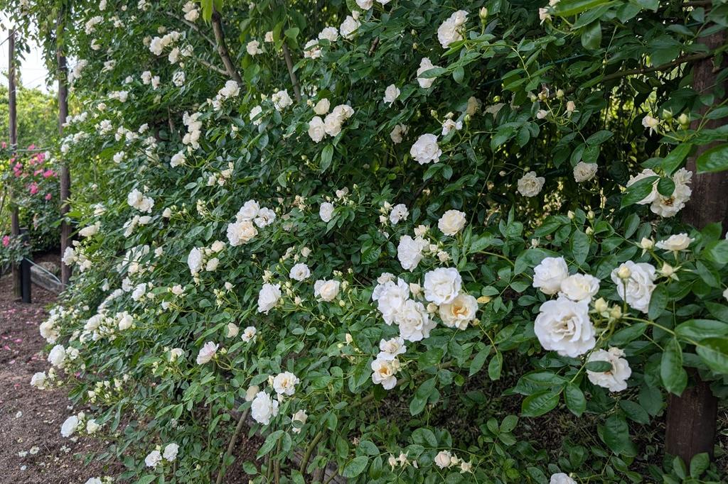 5月21日(水) バラの開花情報