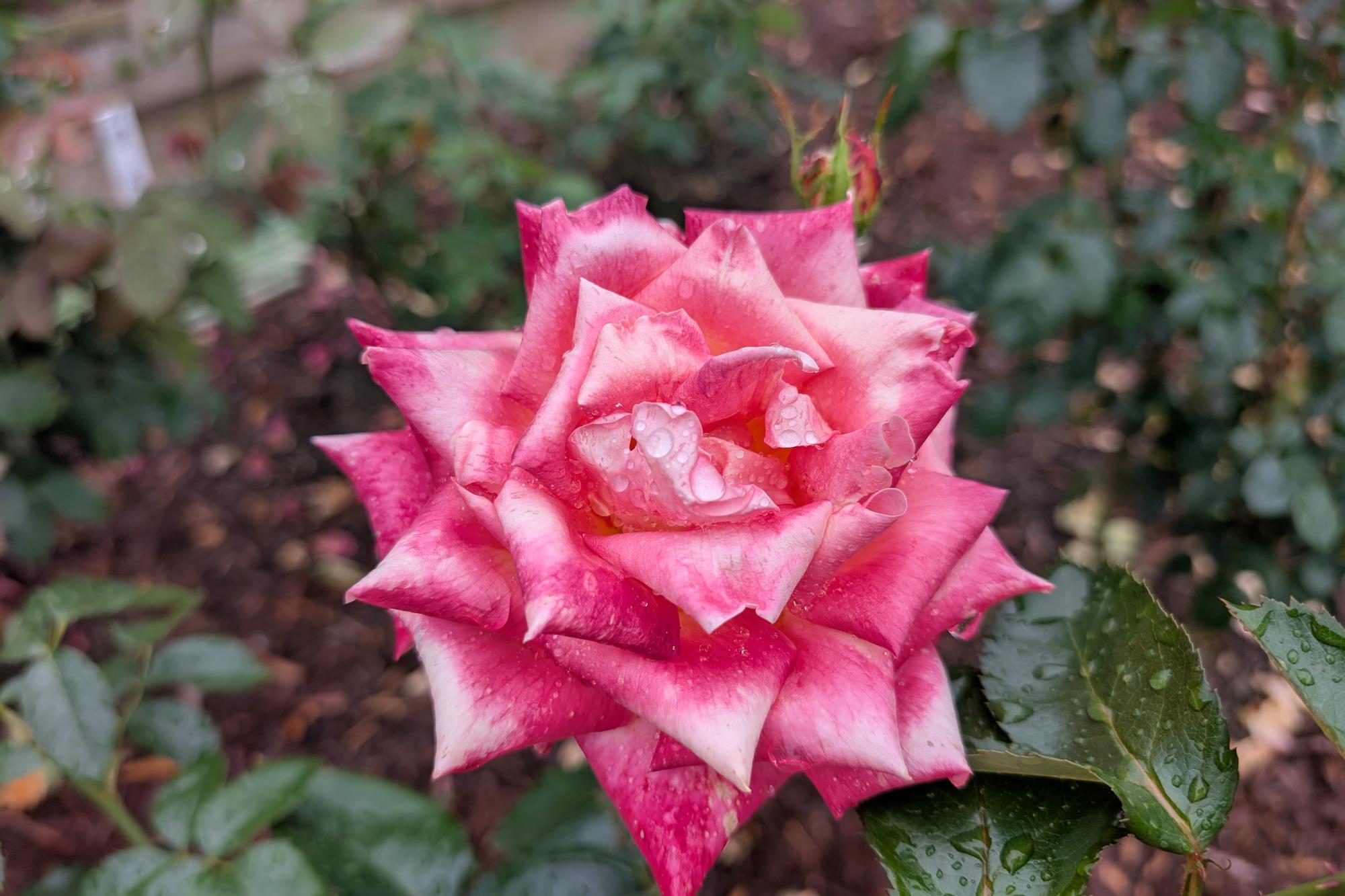 5月22日(木) バラの開花情報