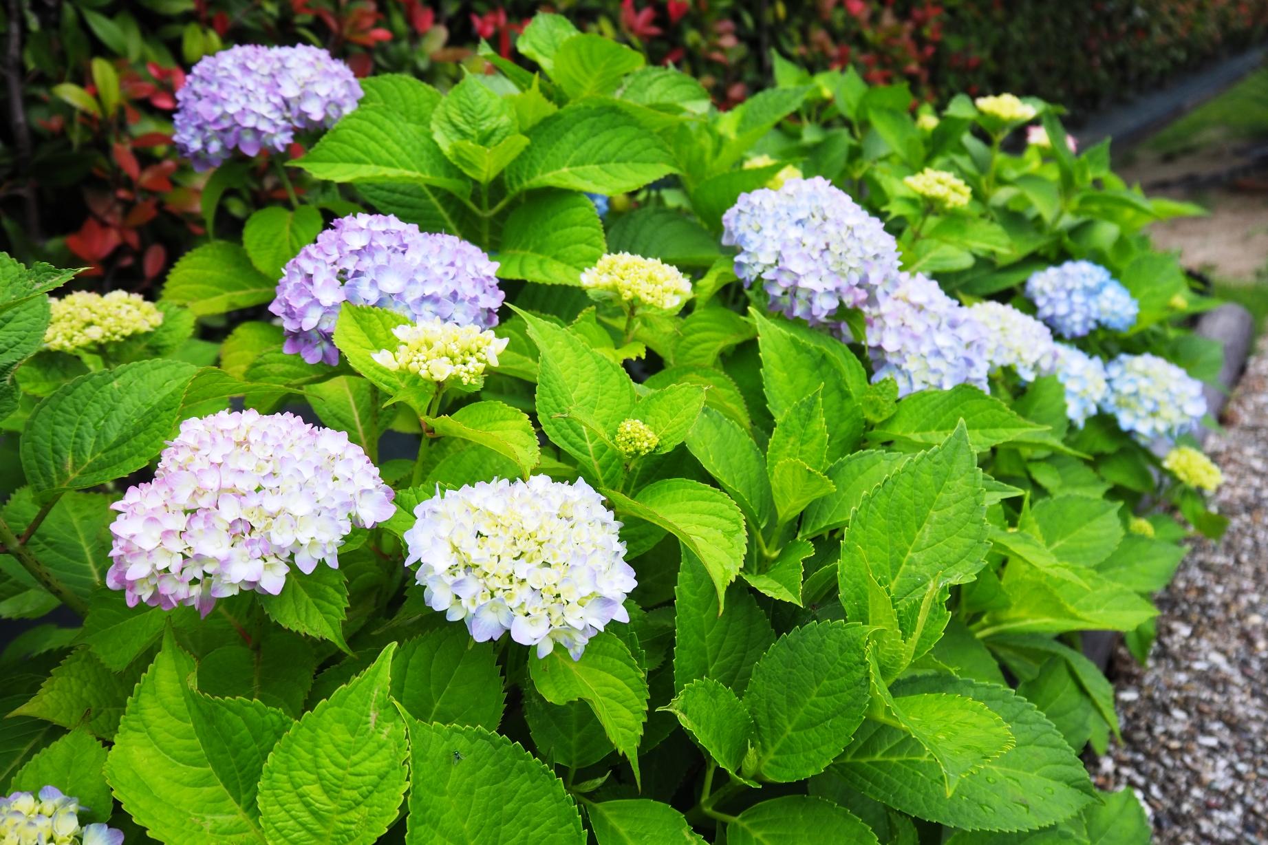 5月23日（金）の旧本多忠次邸あじさい開花情報を更新しました。