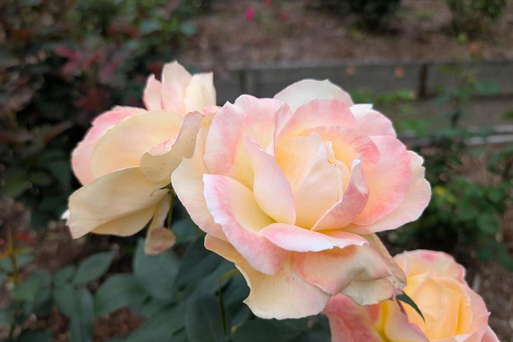 5月24日(土) バラの開花情報【見頃続いています】