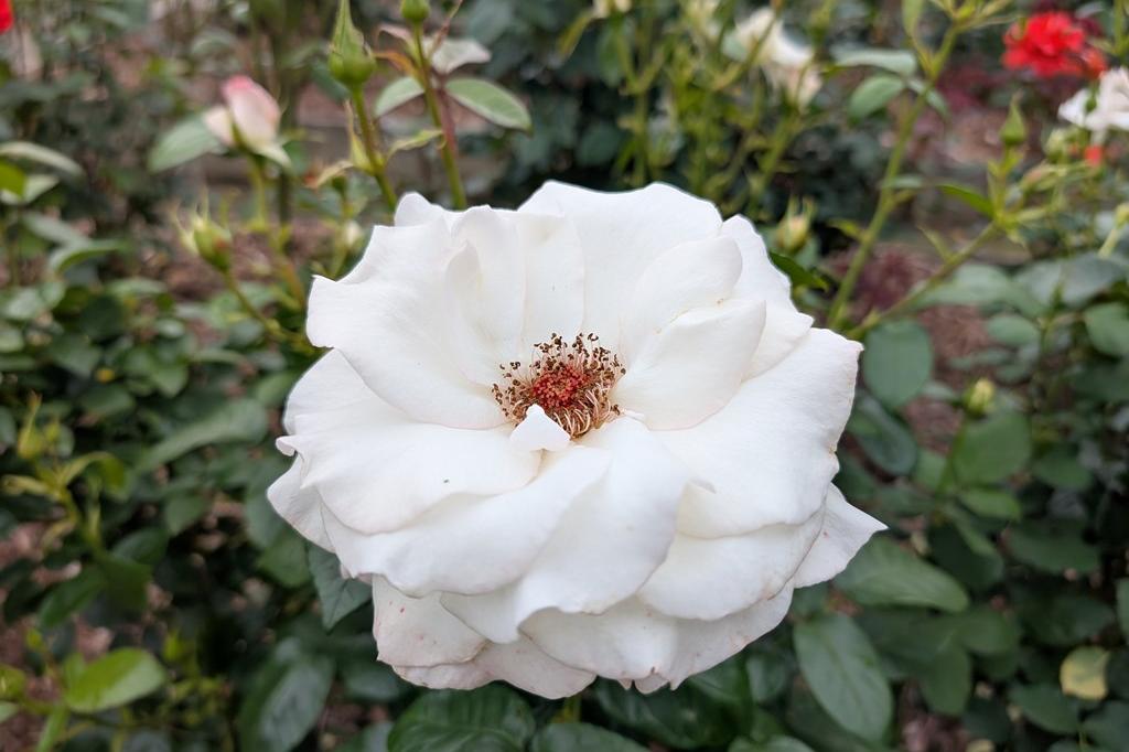 5月27日(火) バラの開花情報