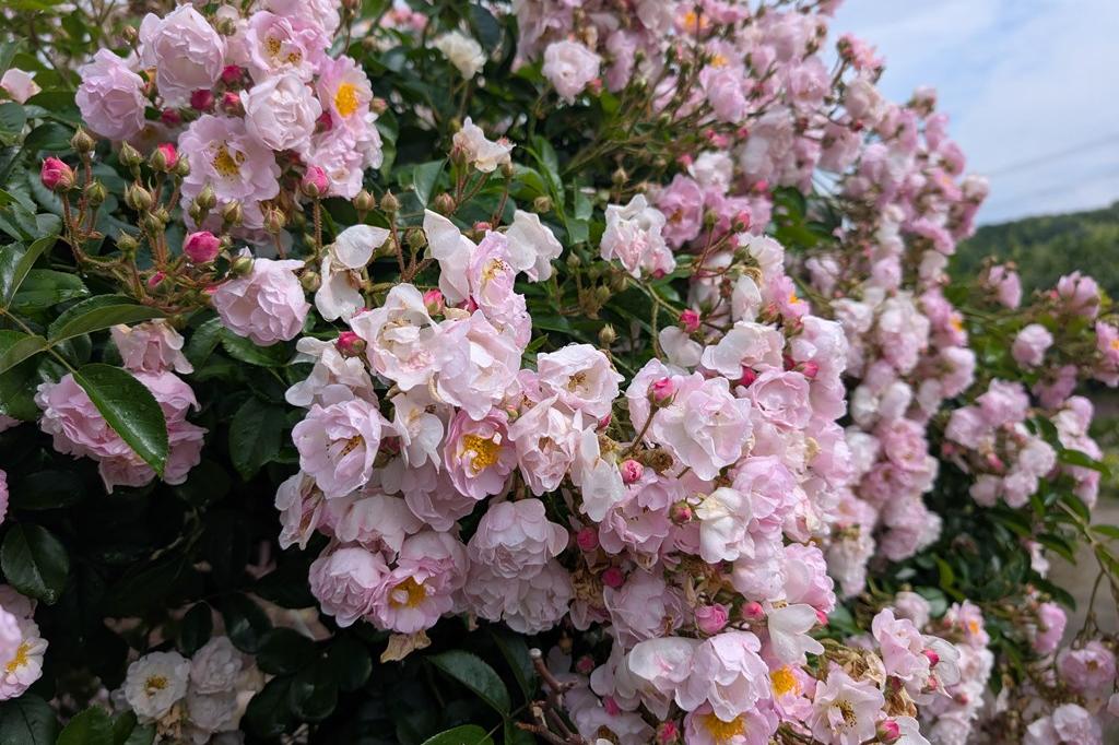 5月30日(金) バラの開花情報