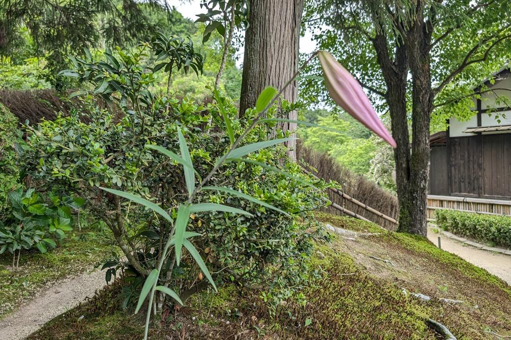 5月31日(土)のお花情報【ササユリ・ギガンチューム・メラレウカ 等】