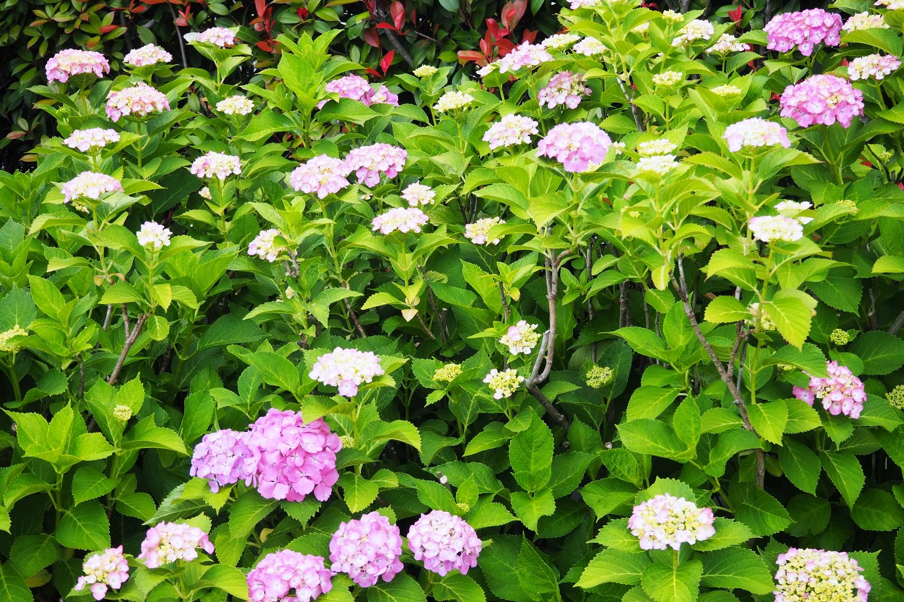 6月1日（日）の旧本多忠次邸あじさい開花情報を更新しました。