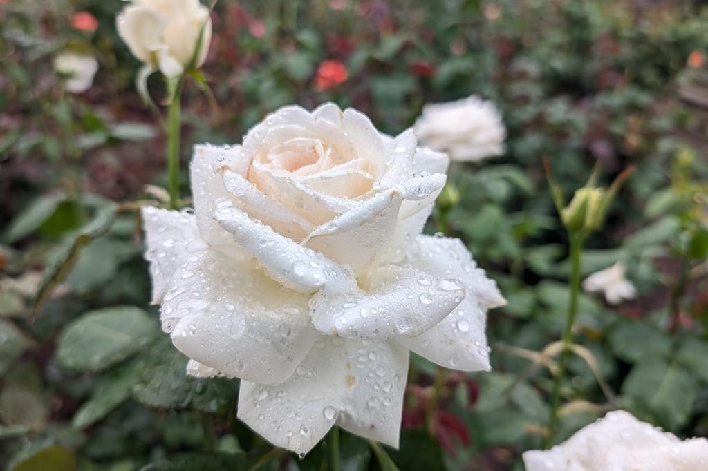 6月3日(火) バラの開花情報【雨が降っています】