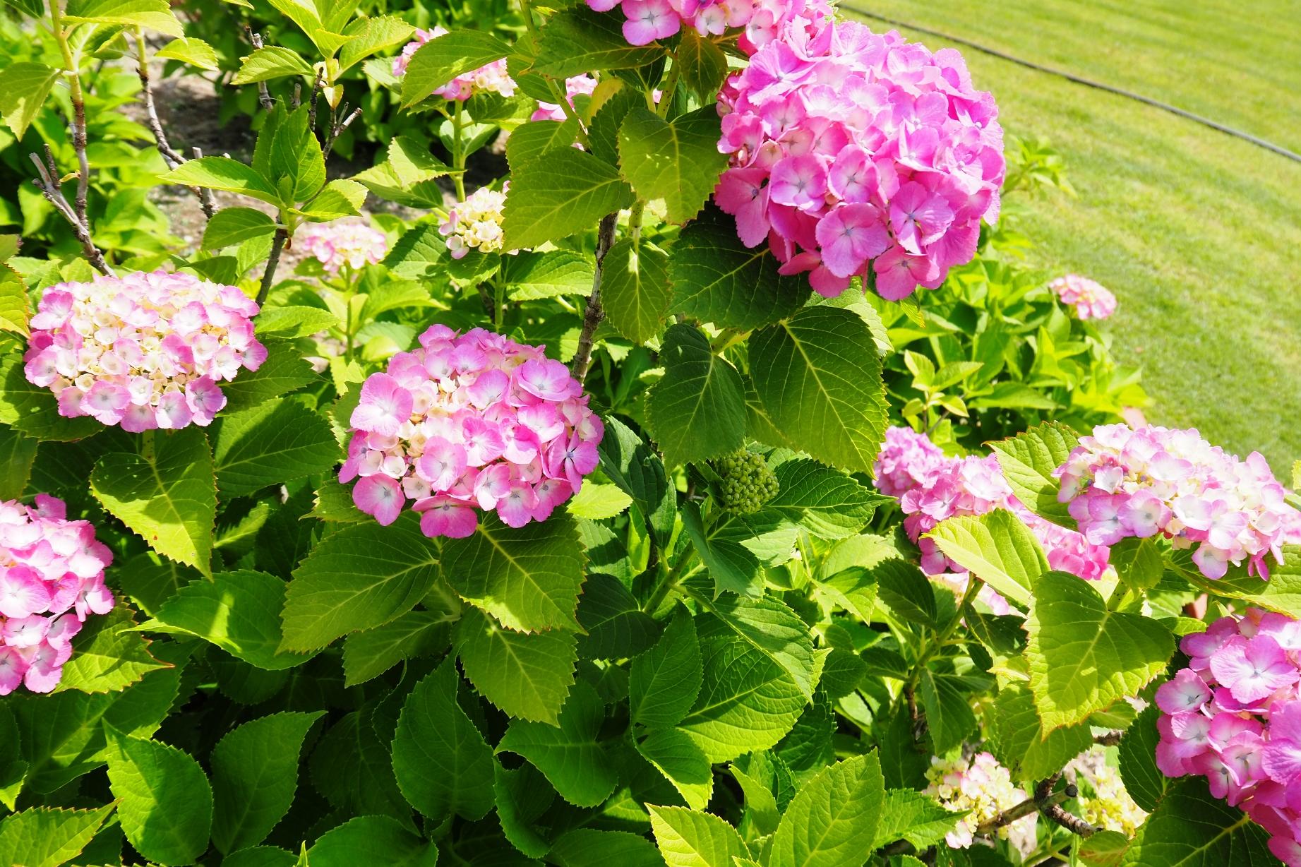 6月6日（金）の旧本多忠次邸あじさい開花情報を更新しました。