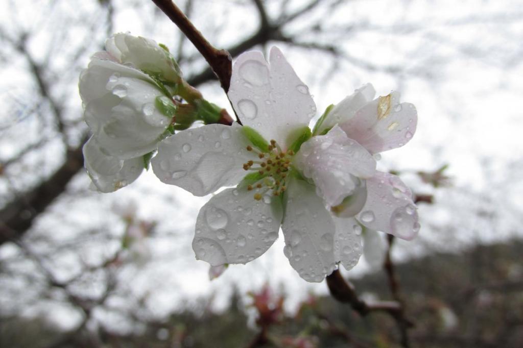 11月18日の四季桜の開花情報を掲載しました！