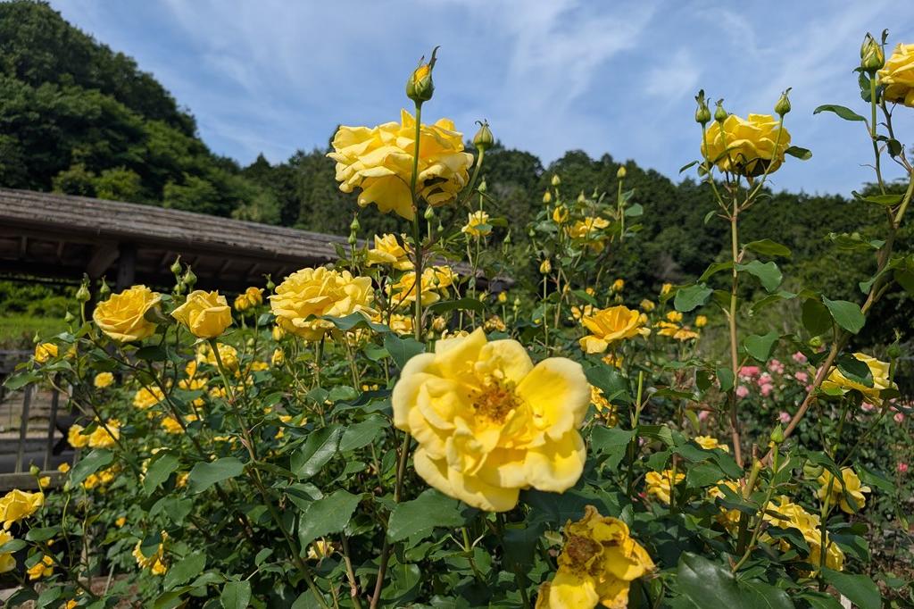 6月6日(金) バラの開花情報【気温が上がっています】