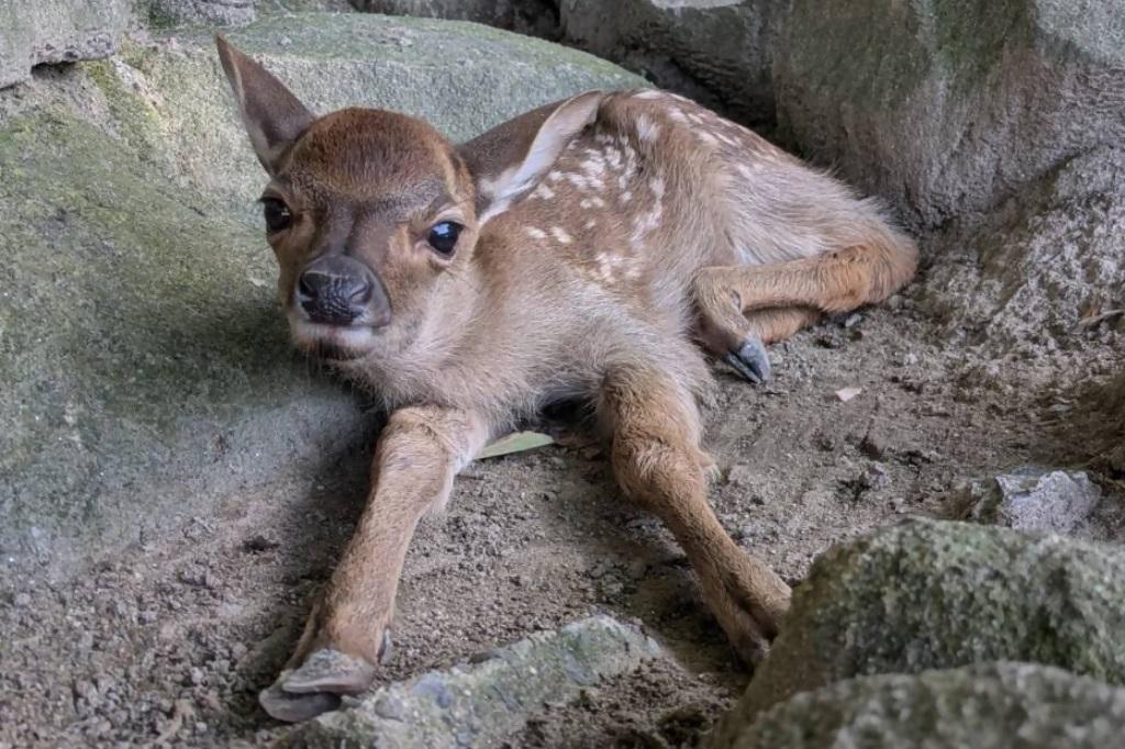 ニホンジカの赤ちゃんの名前が決まりました！