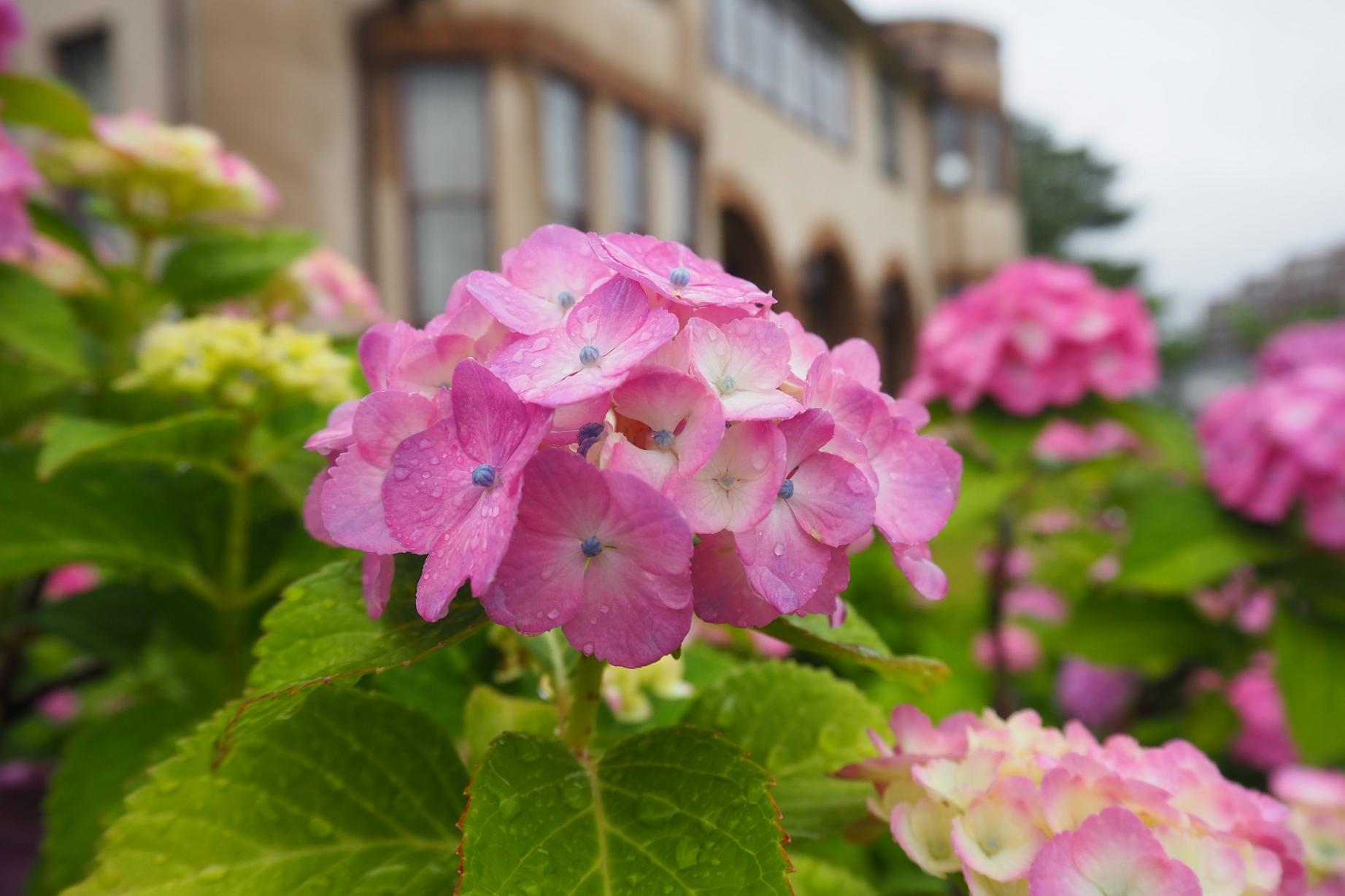 6月10日（火）の旧本多忠次邸あじさい開花情報を更新しました。