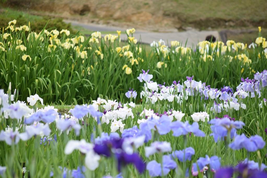 東公園「花菖蒲まつり」は6月15日（日）までです！