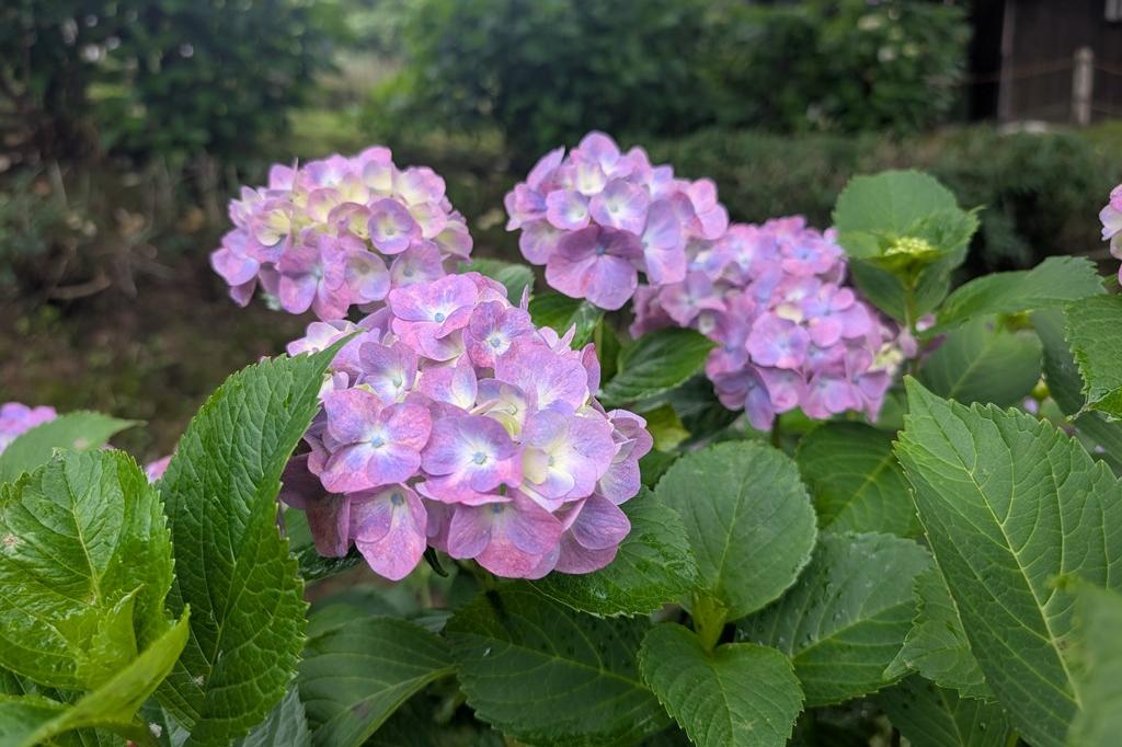 6月15日(日)のお花情報【アジサイ 等】