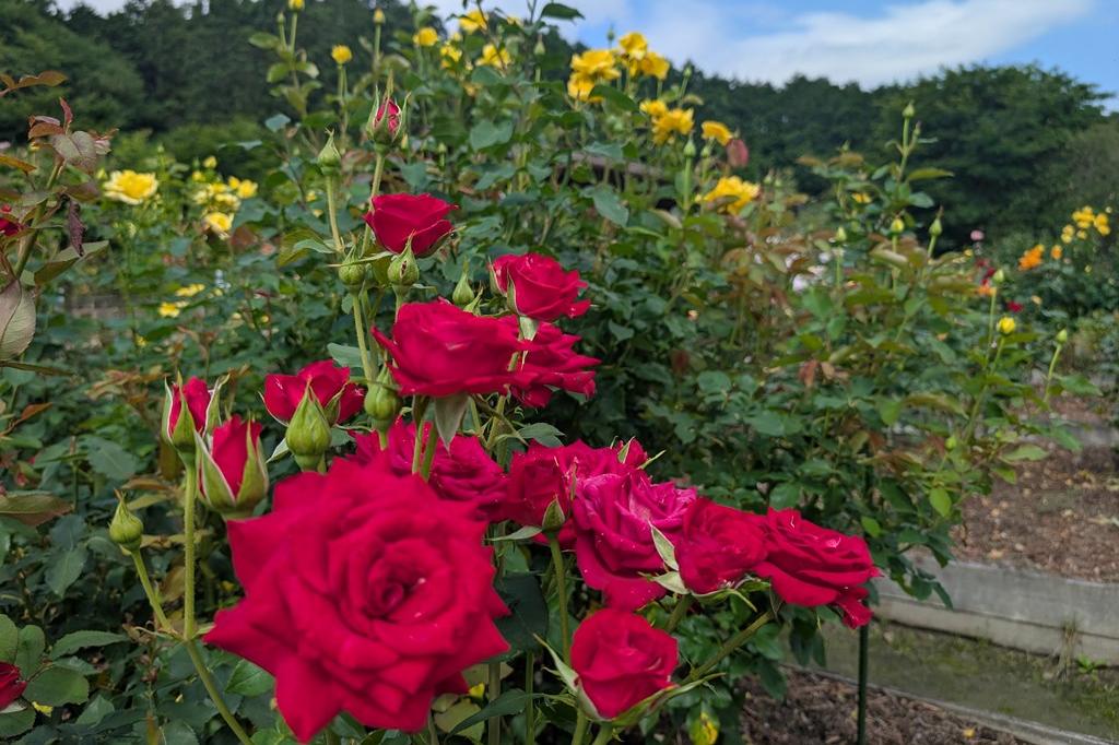 6月17日(火) バラの開花情報【暑さ厳しいです】