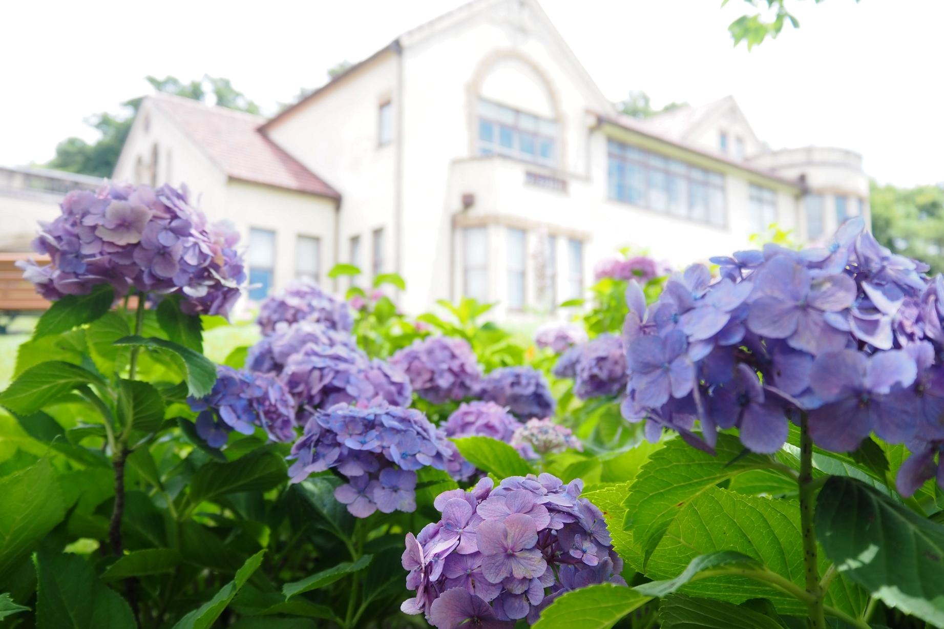 6月25日（水）の旧本多忠次邸あじさい開花情報を更新しました。