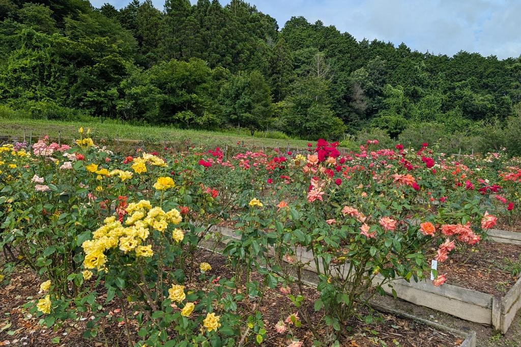 6月26日(木) バラの開花情報
