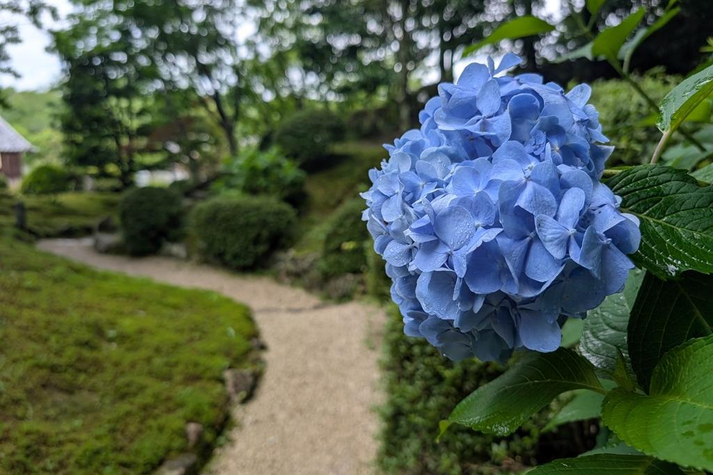 6月26日(木)のお花情報【アジサイ】