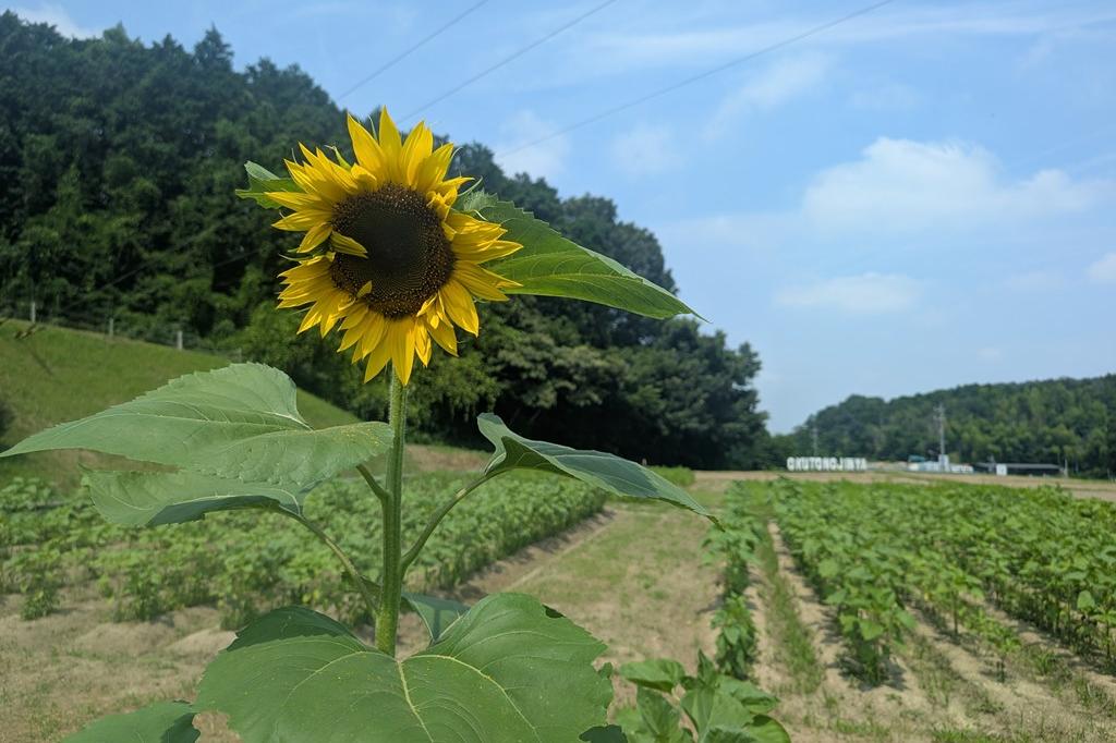 7月1日(火)のお花情報【ひまわりの開花状況です】