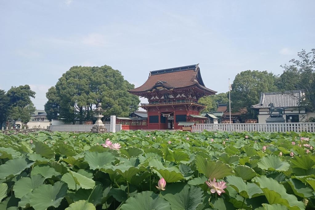 2025年の伊賀八幡宮のハスの開花状況をお知らせいたします！