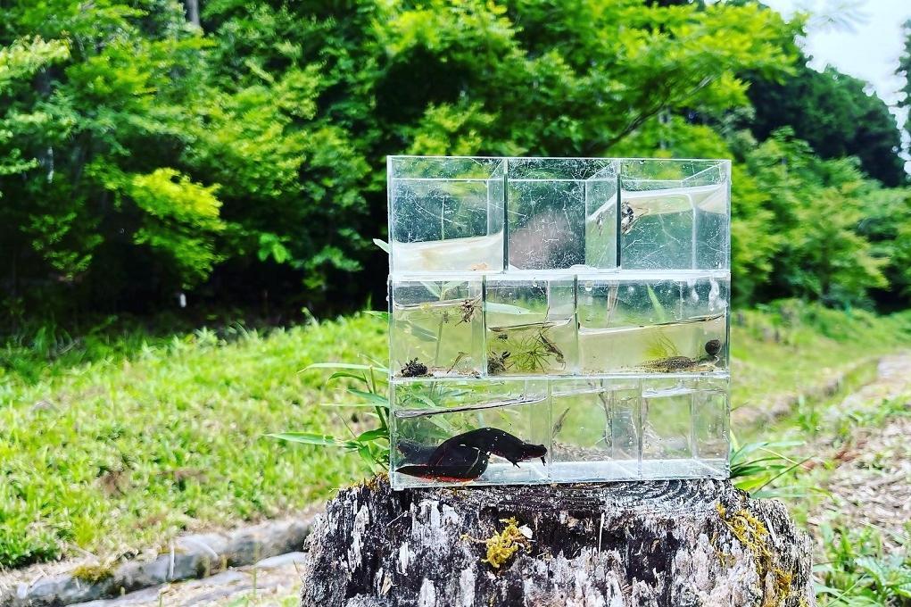 「絆の森　自然観察会」が7月20日（日）に開催されます！