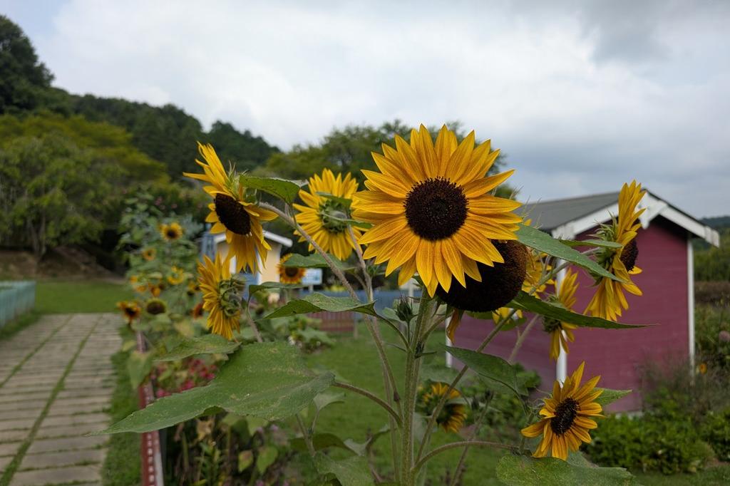 7月4日(金)のお花情報【ひまわりとアジサイです】