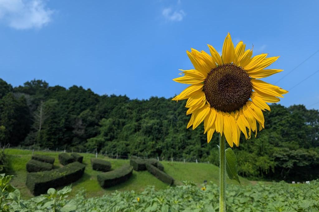 7月10日(木)のお花情報【ひまわりの様子です】