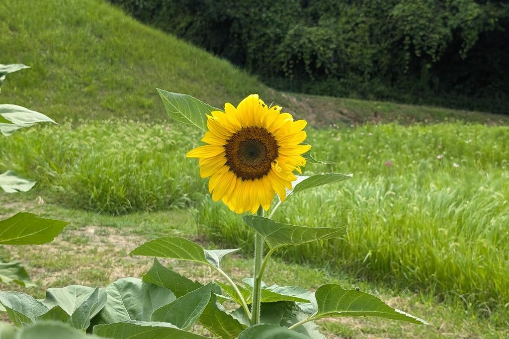 7月15日(火)のお花情報【ひまわりの開花状況です】