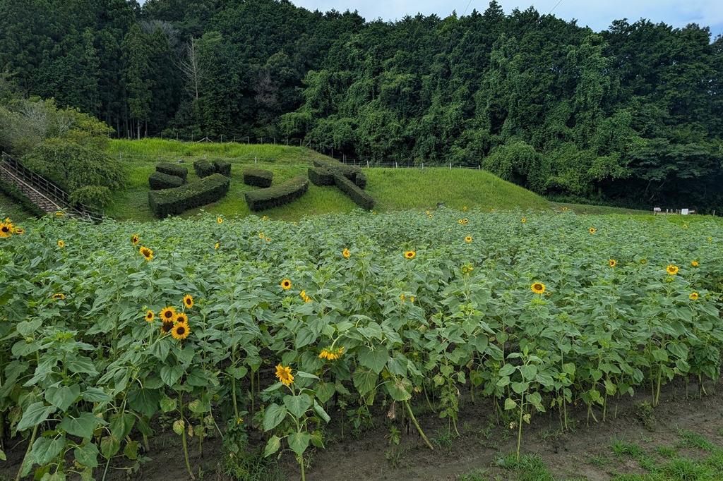 7月18日(金)のお花情報【ひまわりの開花状況です】