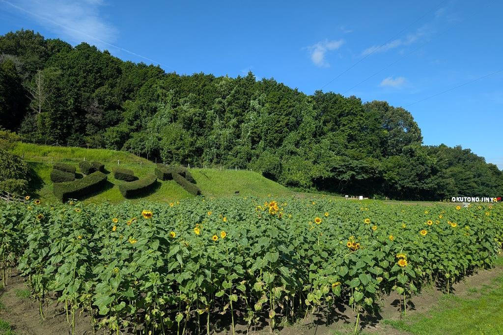 7月19日(土)のお花情報【ひまわりの開花状況です】