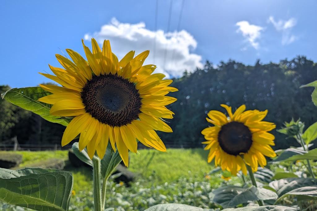7月20日(日)のお花情報【ひまわりの開花状況です】