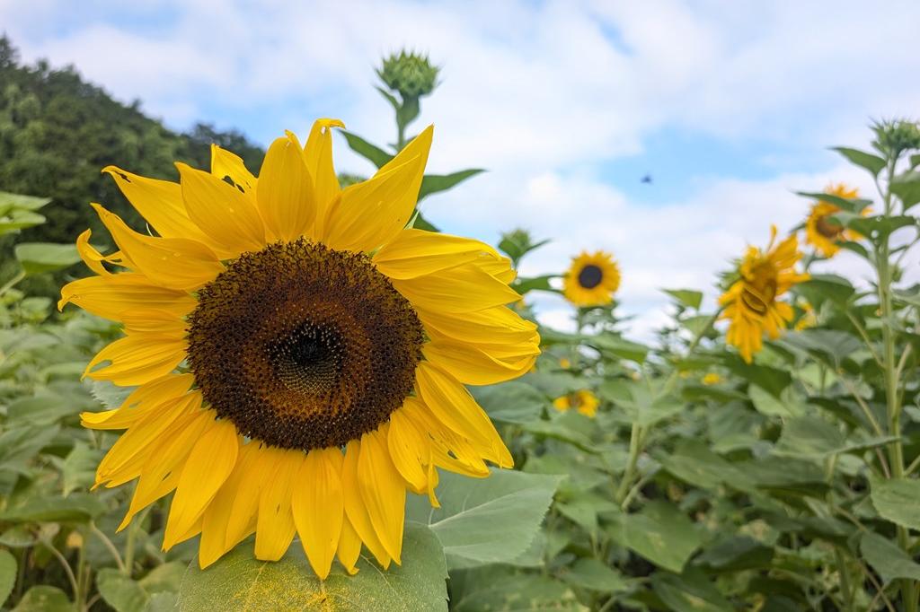 7月23日(水)のお花情報【ひまわり畑の見頃が始まりました】