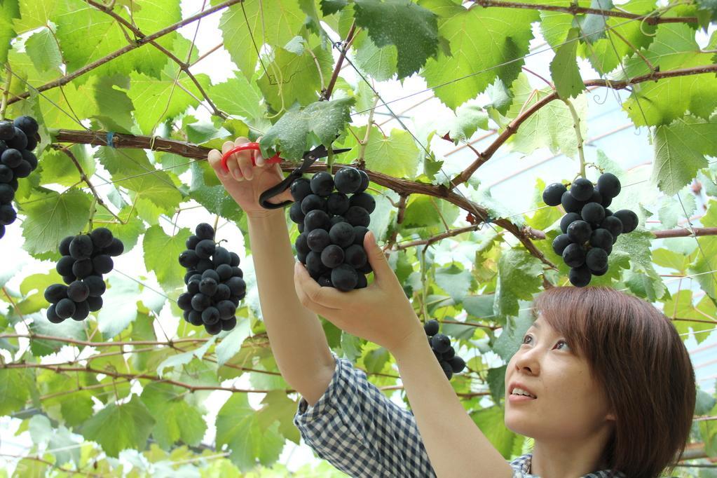 「駒立ぶどう狩り街道」が始まりました！