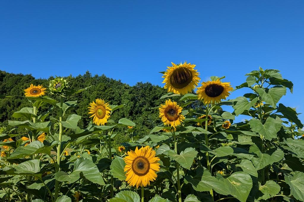 7月26日(土)のお花情報【ひまわり見頃です】