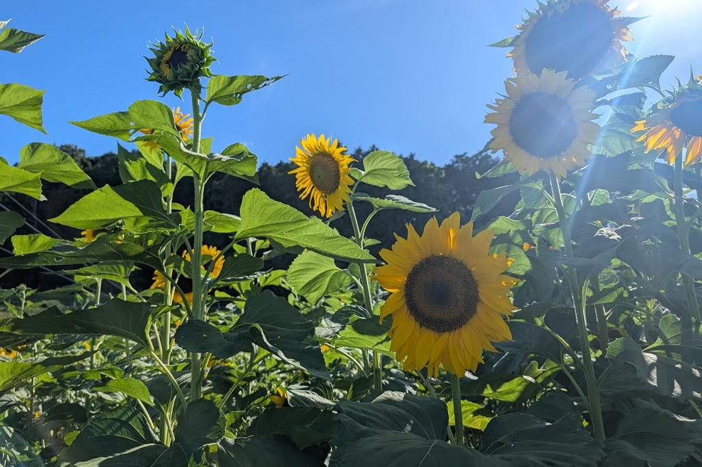 7月27日(日)のお花情報【ひまわり見頃続いています】