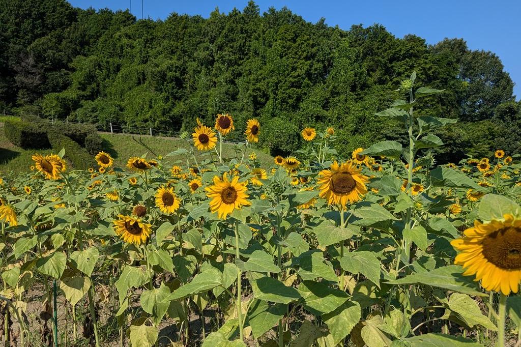 8月1日(金)のお花情報【ひまわり見頃続いています】