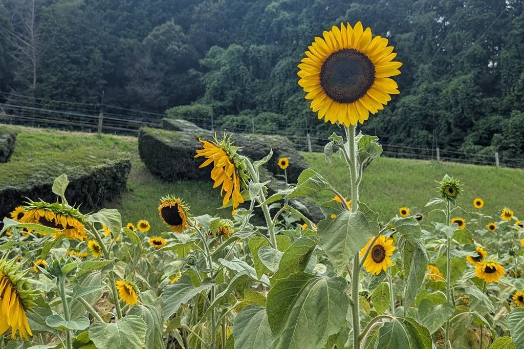 8月5日(火)のお花情報【ひまわり畑の様子です】