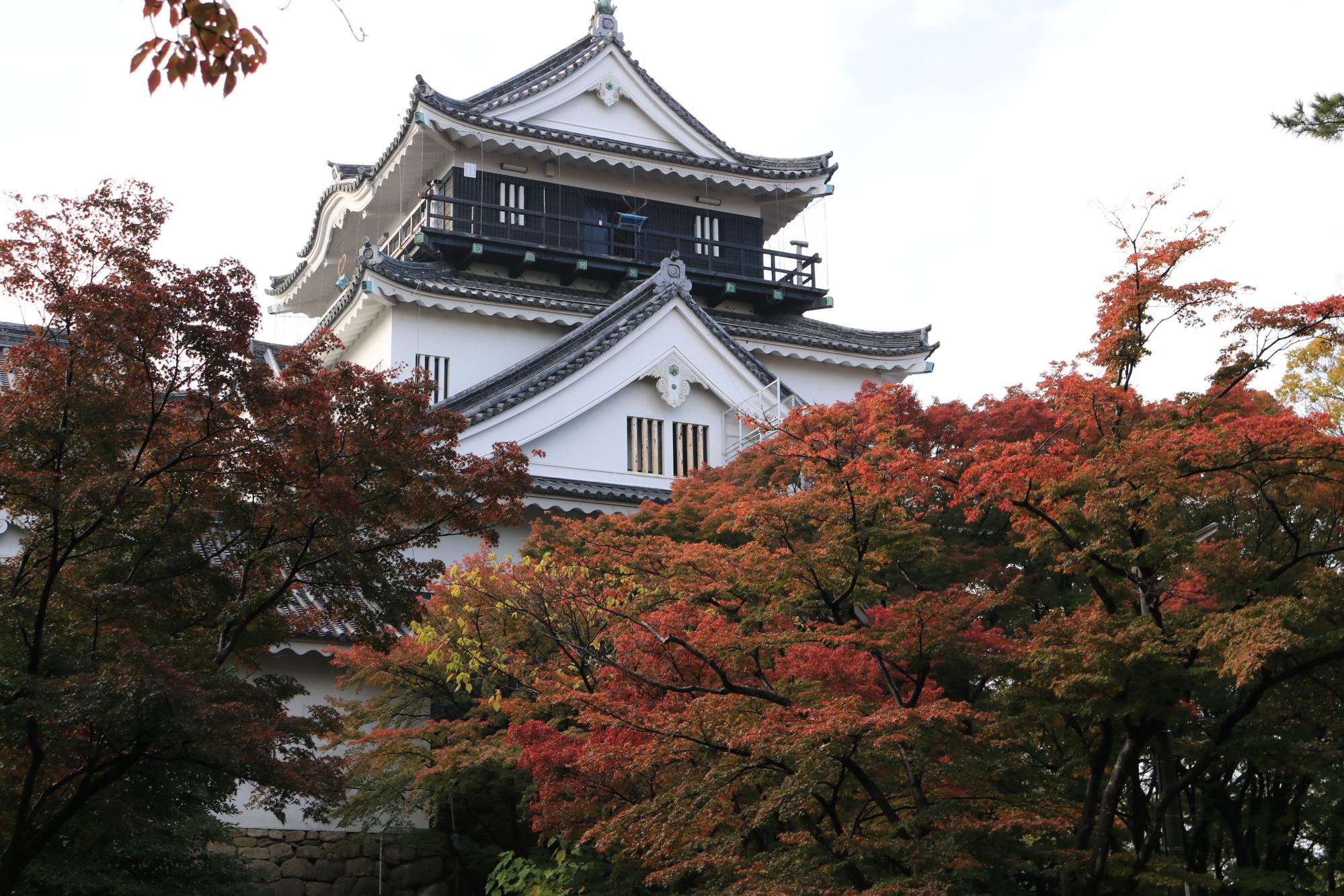 11月23日（木）の岡崎城公園の紅葉情報を掲載しました！