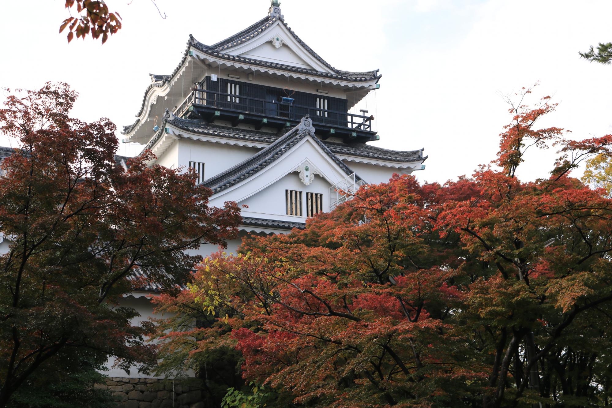 11月23日（木）の岡崎公園の紅葉情報を掲載しました！