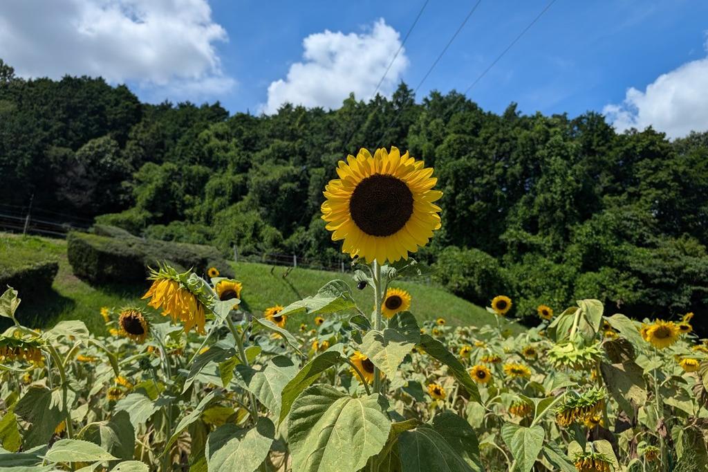 8月8日(金)のお花情報【ひまわり畑の様子です】