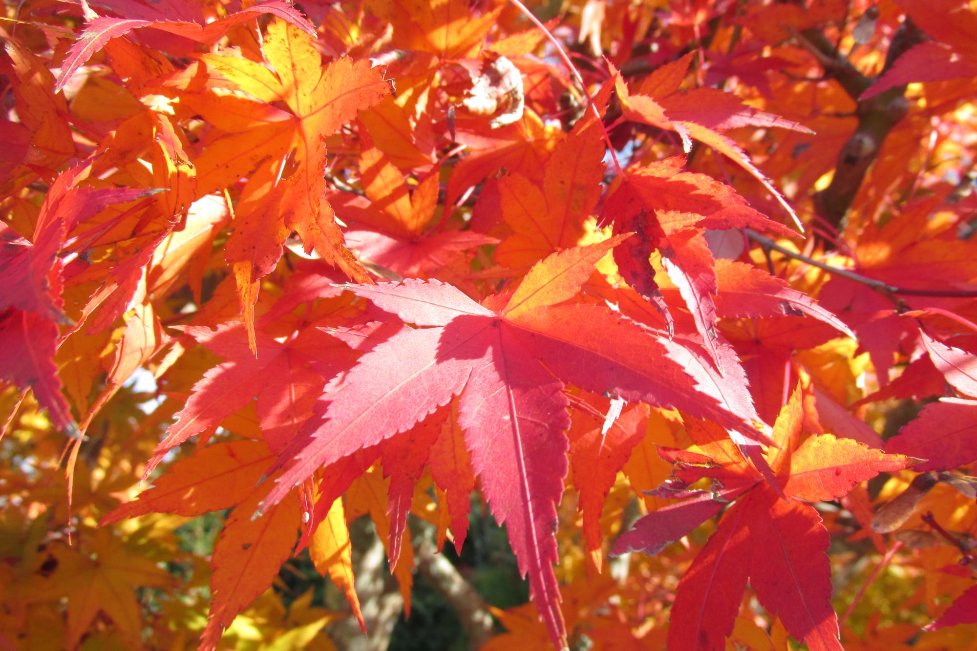 11月23日　紅葉が見頃を迎えました！