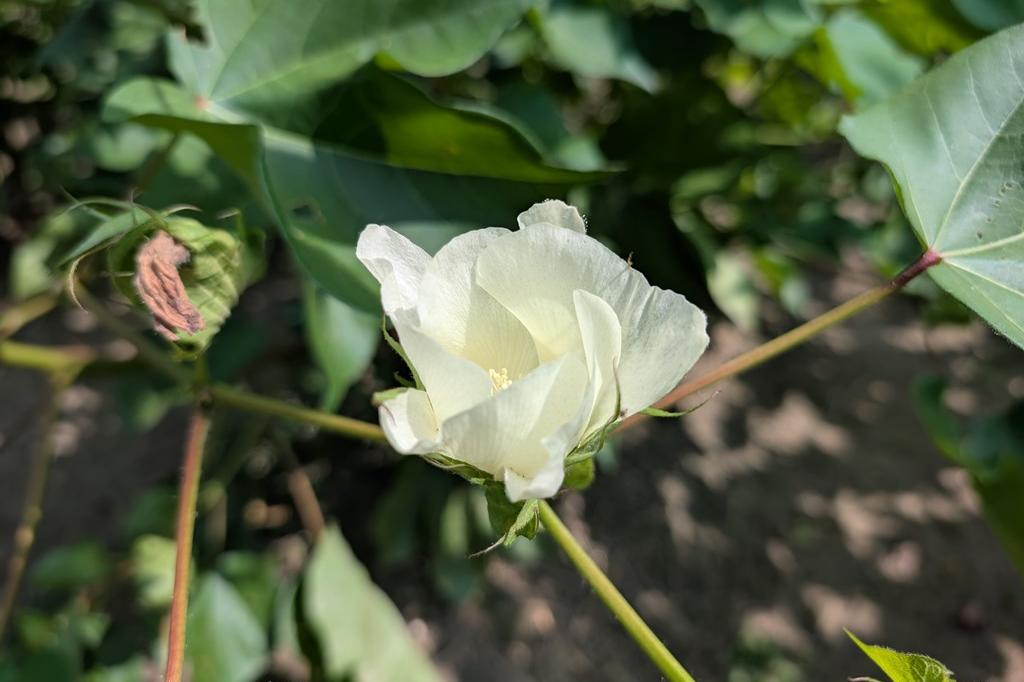 8月14日(木)のお花情報【綿の花 等】