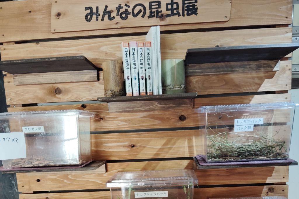 R7「みんなの昆虫展」を実施しました！