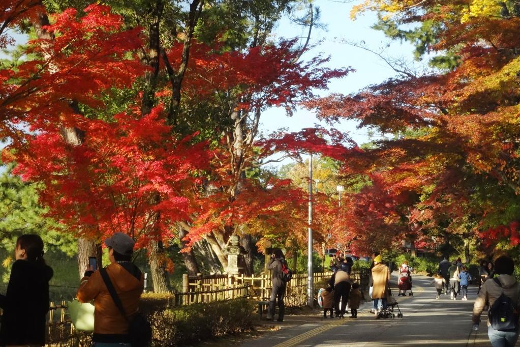 11月23日の東公園の紅葉の様子を掲載！ライトアップ本日からです！