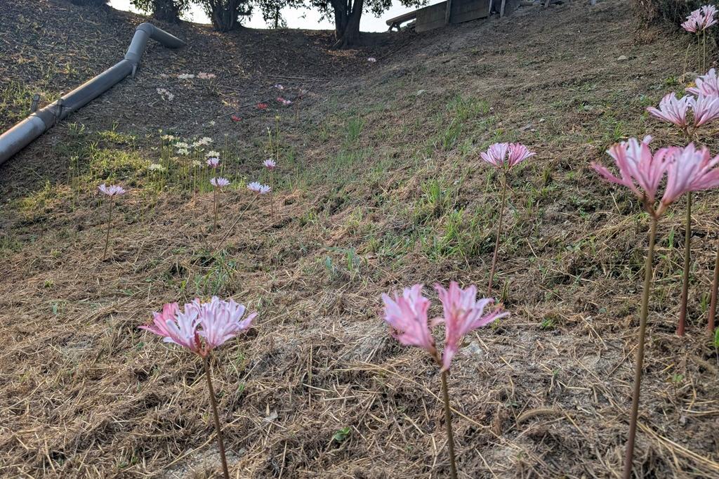 8月27日(水)のお花情報【彼岸花・酔芙蓉など】
