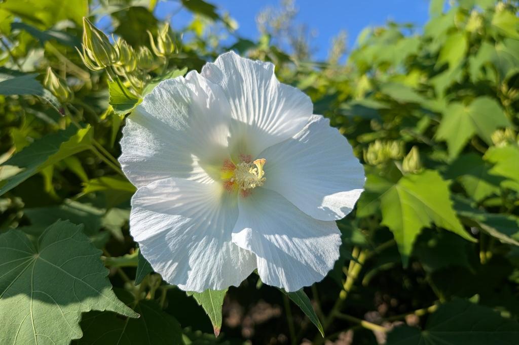 9月7日(日)のお花情報【酔芙蓉・彼岸花】