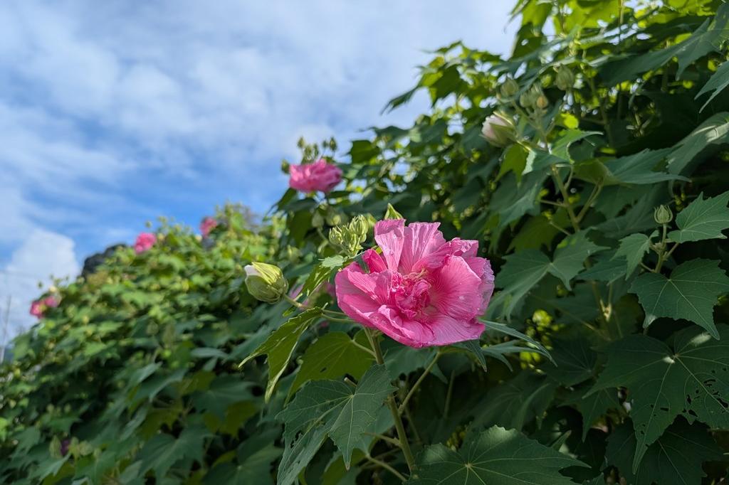 9月10日(水)のお花情報【酔芙蓉の午前と午後の様子です】