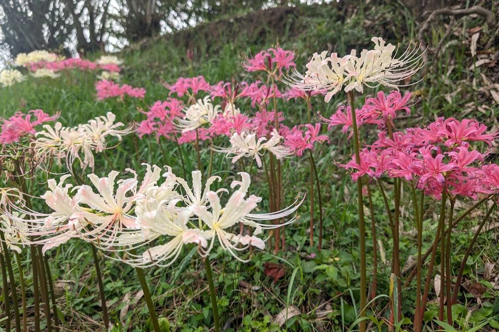 9月11日(木)のお花情報【彼岸花です】