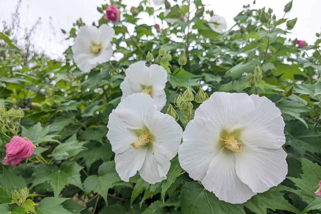 9月20日(土)のお花情報【酔芙蓉】