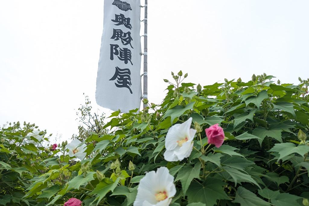 9月25日(木)のお花情報【酔芙蓉 コスモス 彼岸花  ローゼル】
