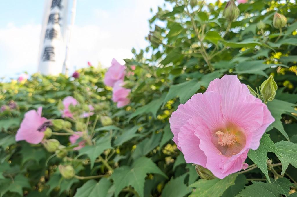 9月27日(土)のお花情報【16時の酔芙蓉です】