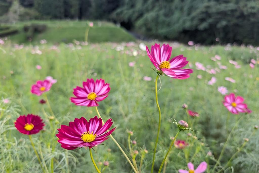 10月1日(水)のお花情報【コスモス・酔芙蓉】